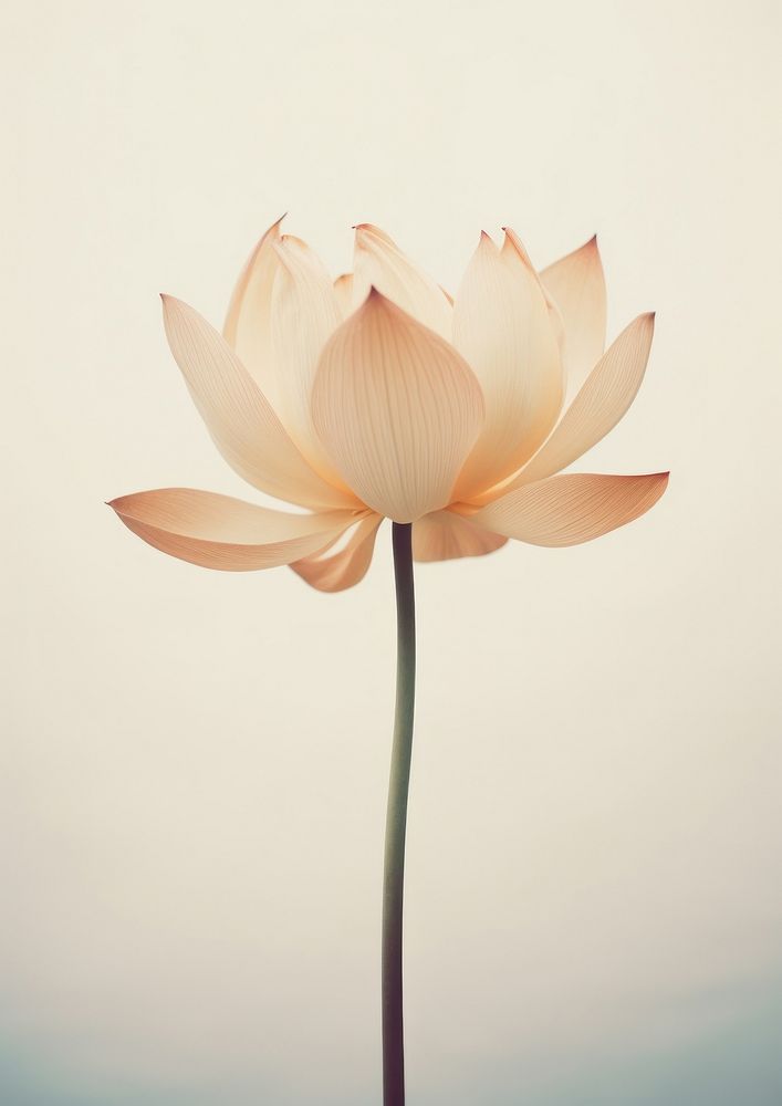 Lotus flower blossom petal plant.