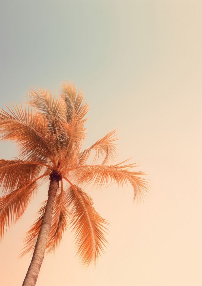 Palm tree backgrounds outdoors nature. Free Photo rawpixel