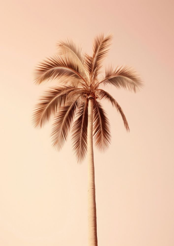 Palm tree plant tranquility arecaceae.