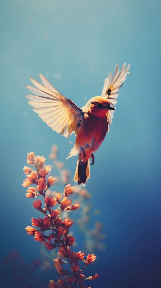 Photography of a bird animal nature flying.