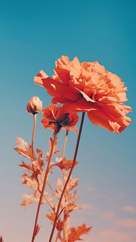 Photography of a floral nature outdoors blossom.