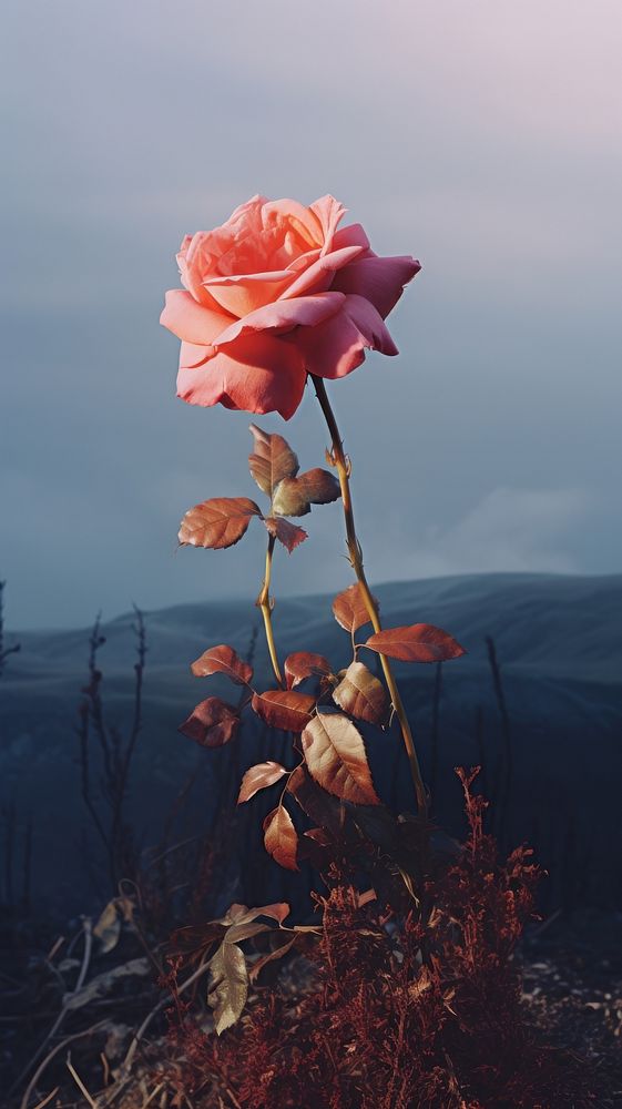 Photography of a roses landscape outdoors nature.