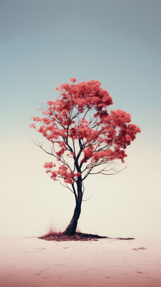 Photography of a tree nature landscape outdoors.