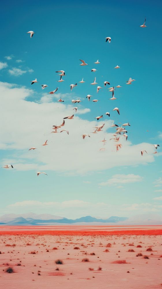 Photography of birds fly nature landscape outdoors.
