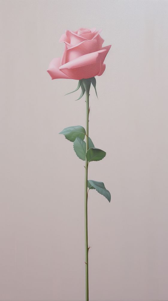 Rose flower plant inflorescence.