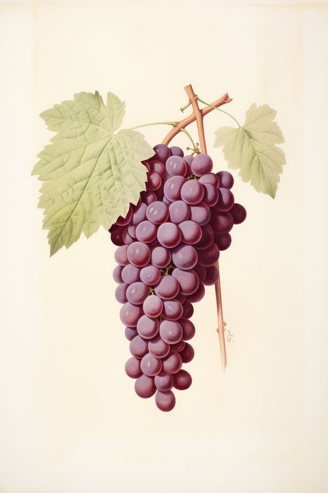 Grape grapes sketch fruit.