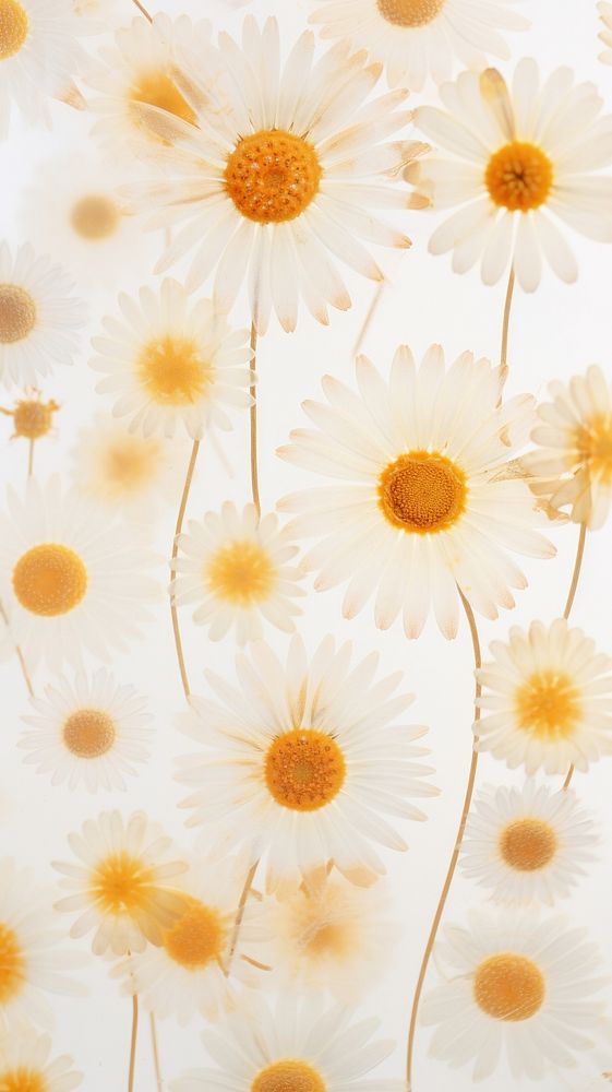 PNG Real pressed daisy flowers backgrounds wallpaper nature. AI generated Image by rawpixel.