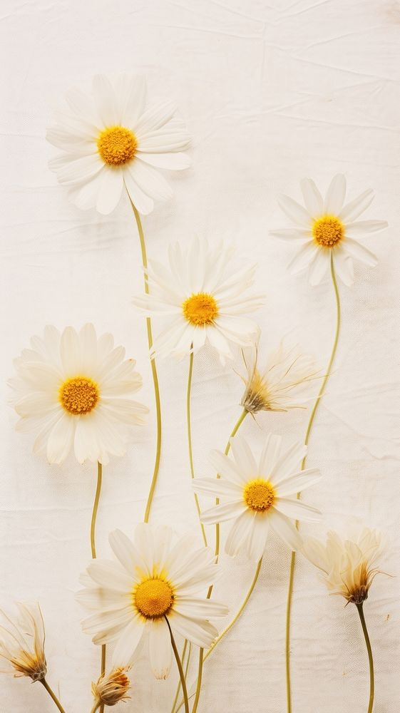 PNG Real pressed daisy flowers backgrounds petal plant. AI generated Image by rawpixel.