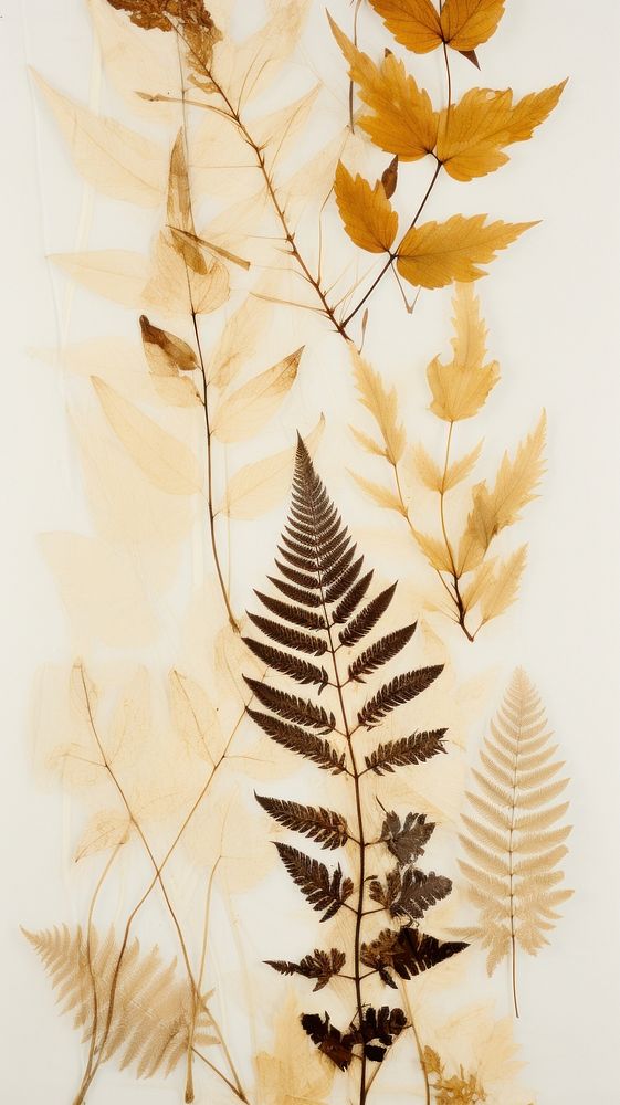 PNG Real pressed foliage plant leaf wall. AI generated Image by rawpixel.