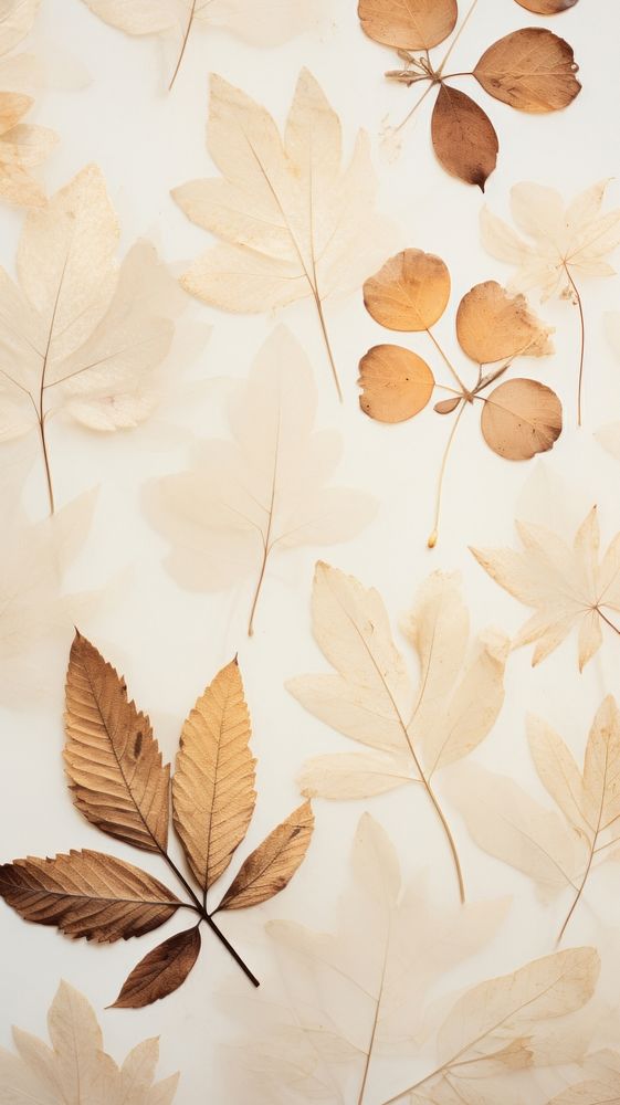 PNG Real pressed foliage backgrounds pattern plant. AI generated Image by rawpixel.