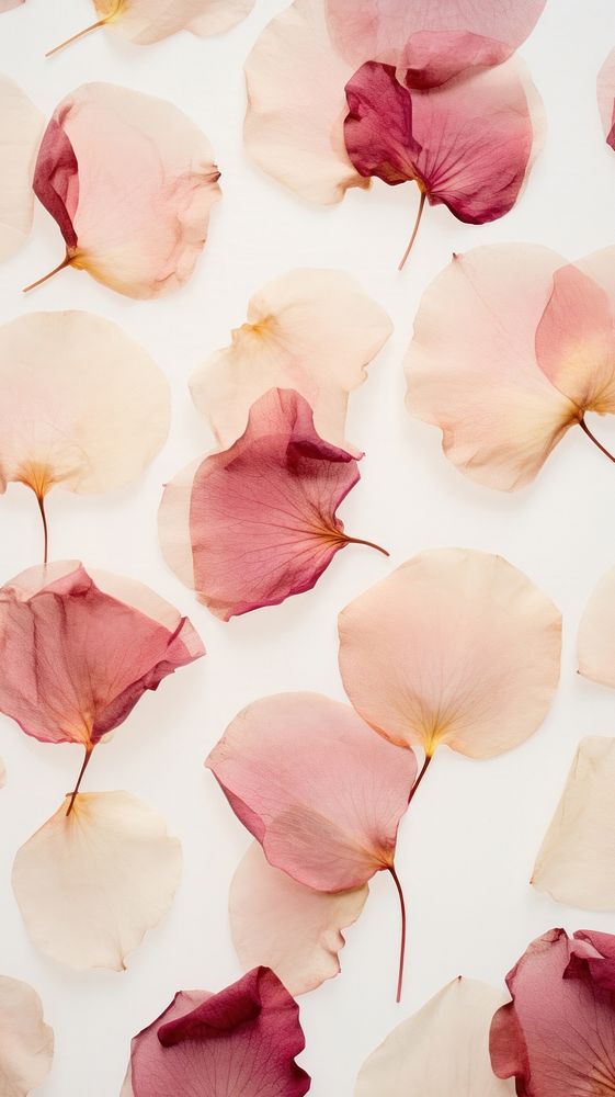 PNG Real pressed rose petals flowers backgrounds plant freshness. AI generated Image by rawpixel.