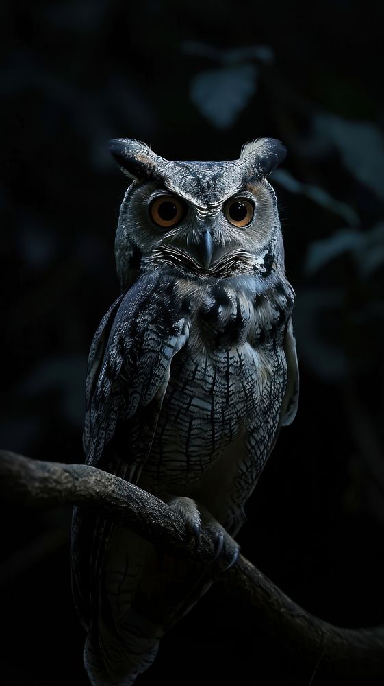 Owl animal bird beak.