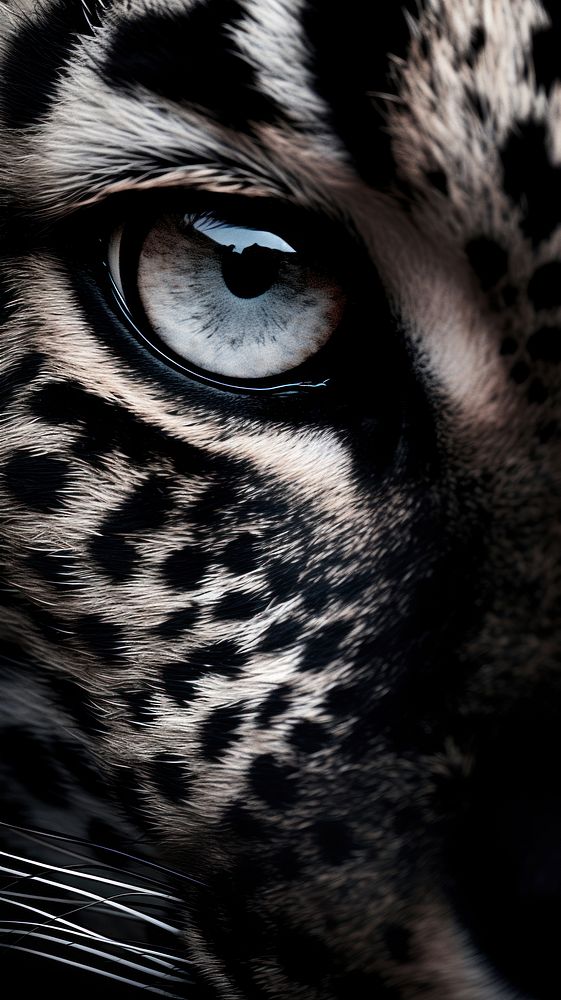 Photo of black and white leopard print wildlife animal mammal.