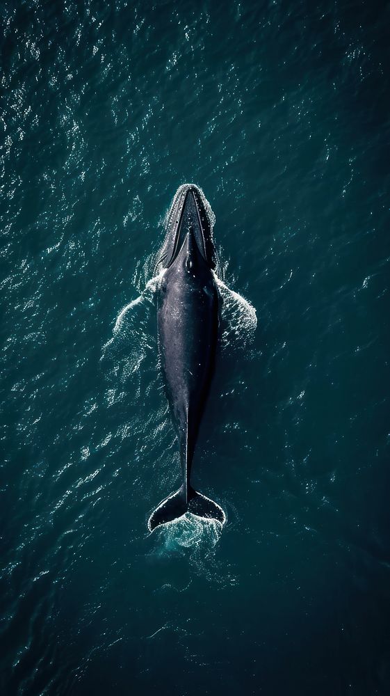 Aerial top down view of Whale whale animal mammal.
