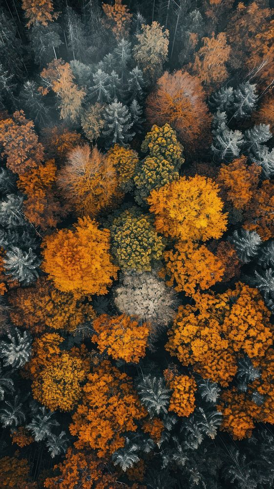 Aerial top down view of Autumn landscape outdoors nature autumn.