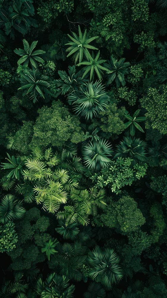 Aerial top down view of deep Jungle vegetation outdoors nature.