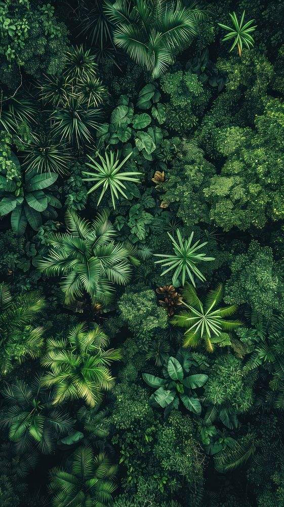 Aerial top down view of deep Jungle vegetation outdoors nature.