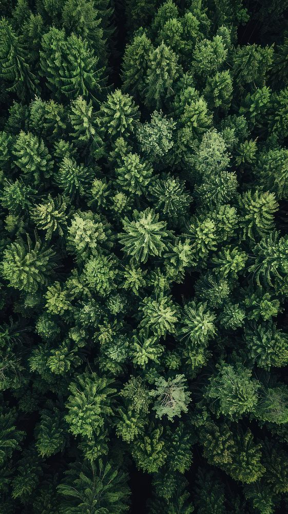 Aerial top down view of Forest forest vegetation landscape.