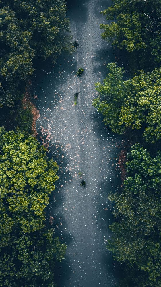 Aerial top down view of Rain day landscape outdoors woodland.