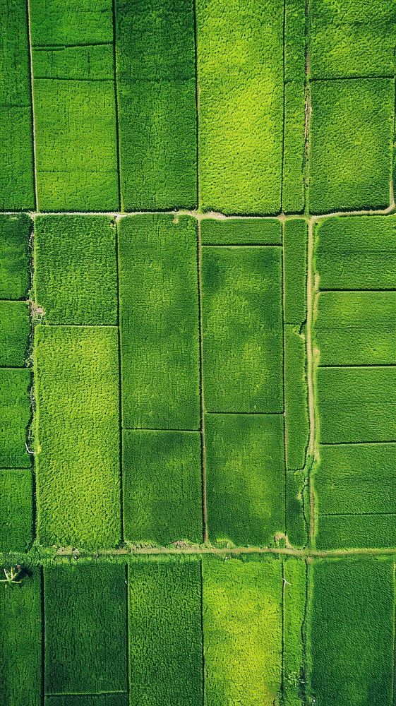Aerial top down view of Rice field landscape outdoors nature.