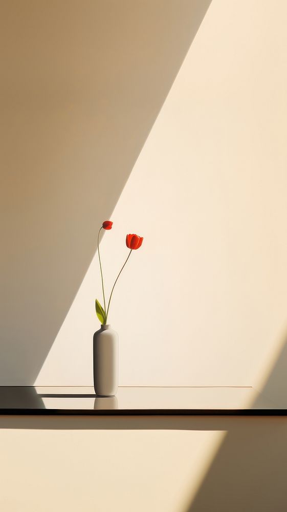 Minimal space a tulip vase window shadow flower.