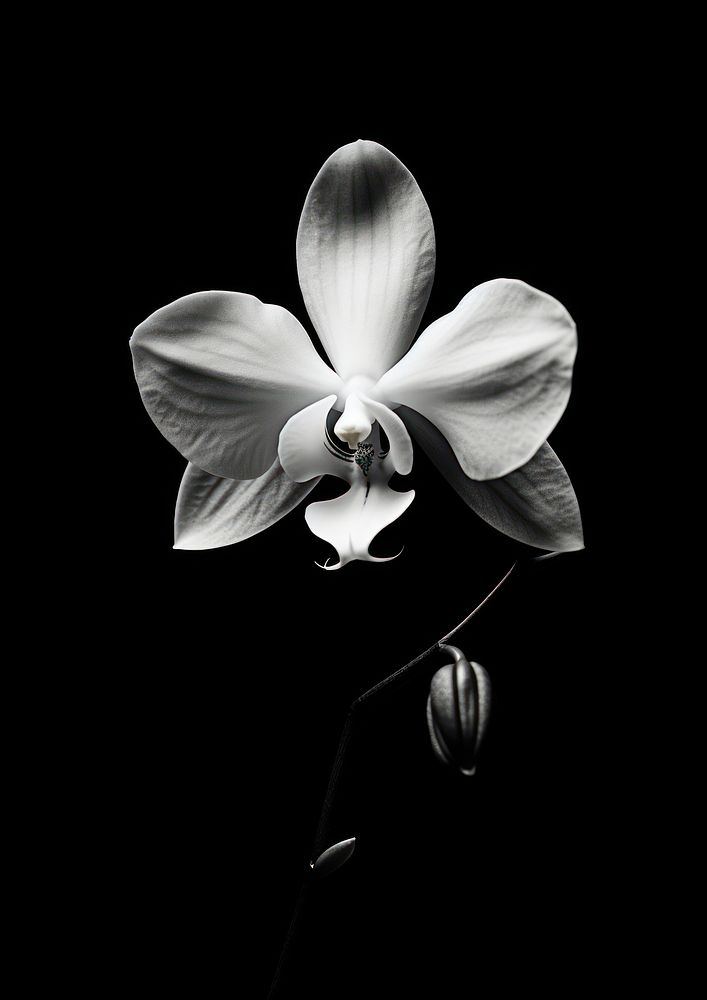 Orchid flower petal plant.
