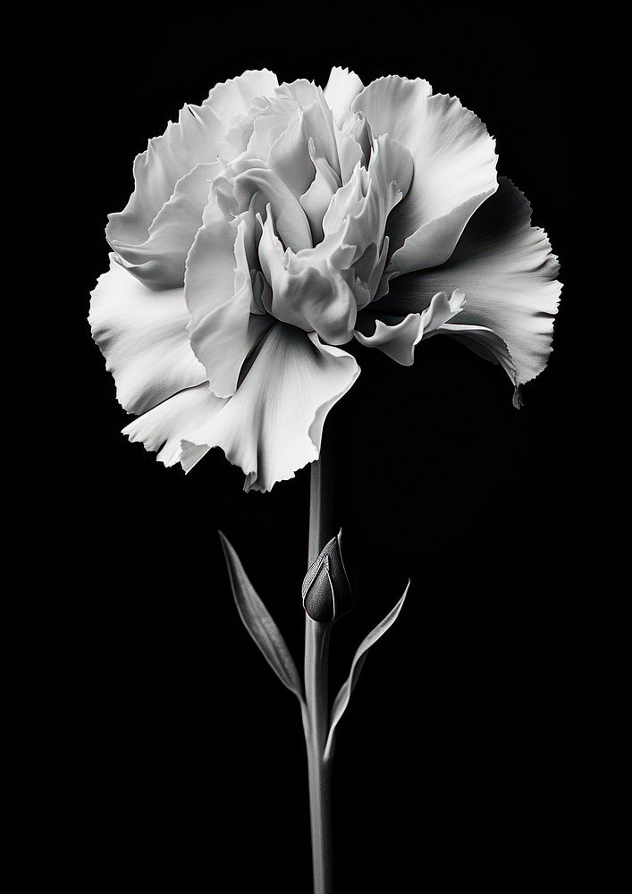Aesthetic Photography of carnation flower plant white.