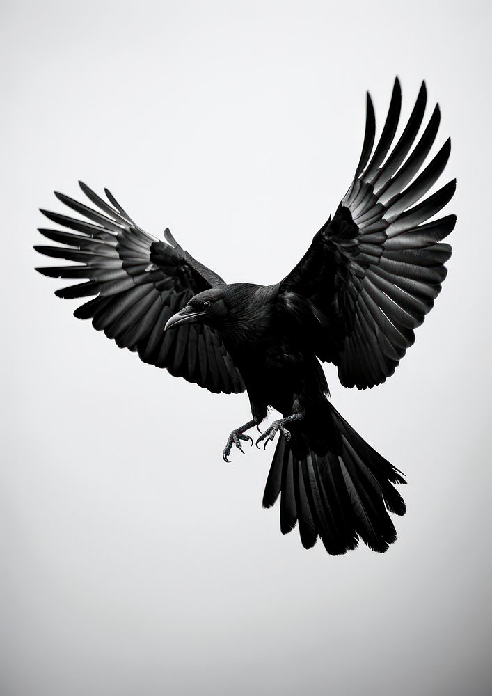 Animal flying black bird.