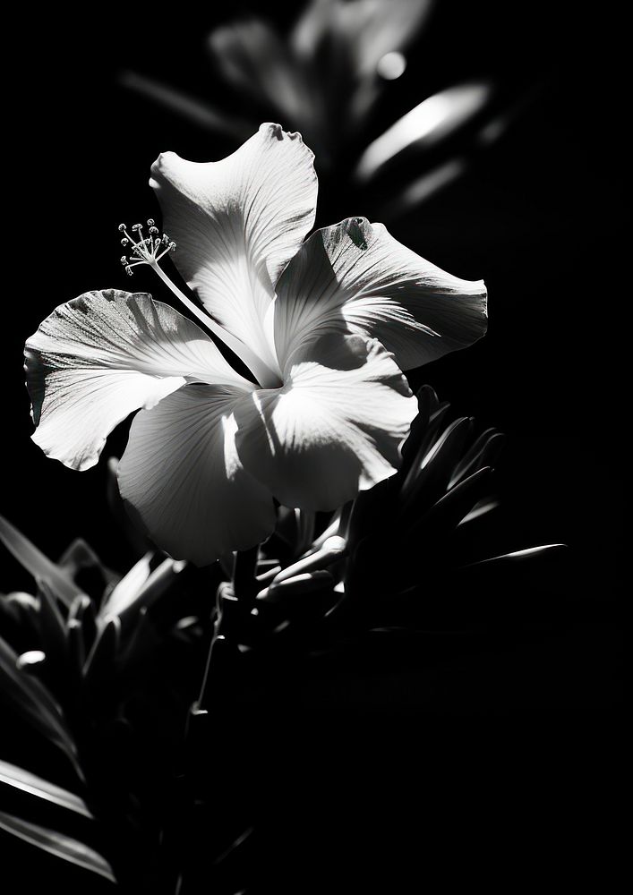Aesthetic Photography of hibicus flower petal plant.