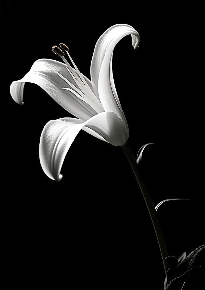 Lily flower petal plant.