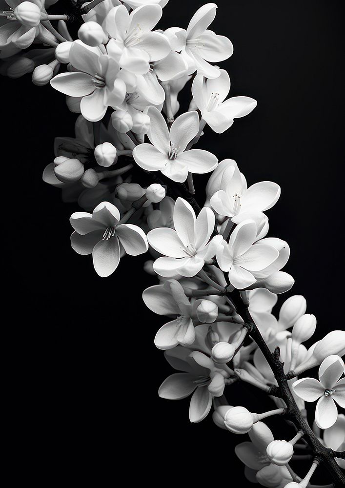 Aesthetic Photography of lilac blossom flower plant.