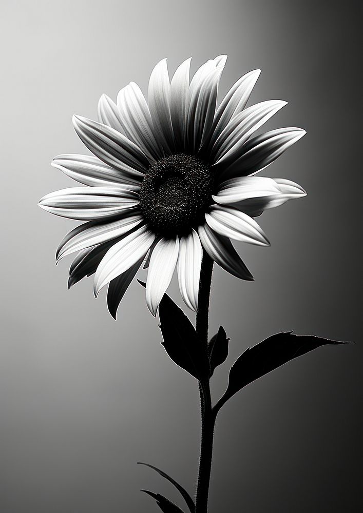 Aesthetic Photography of sun flower sunflower petal plant.