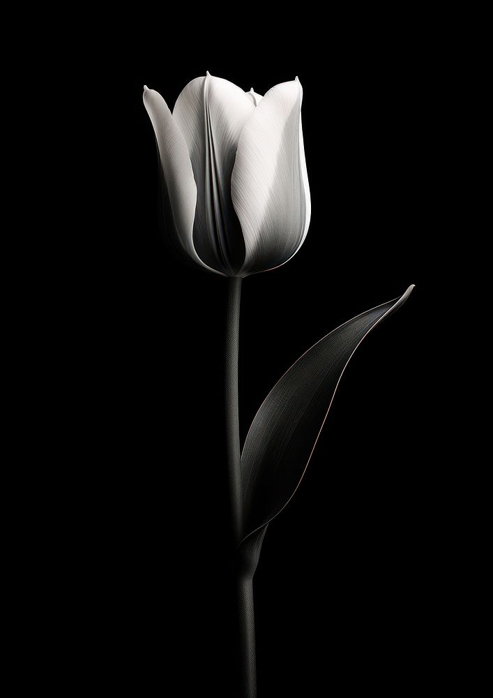 Aesthetic Photography of tulip flower petal plant.