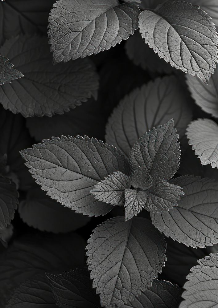 Aesthetic Photography gardening black plant backgrounds.
