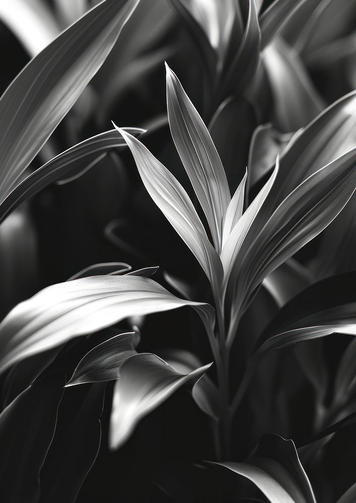 Aesthetic Photography gardening plant black white.