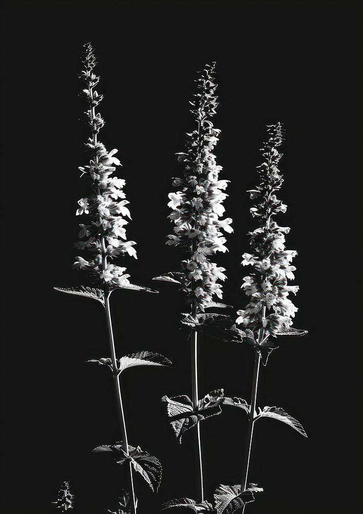 Aesthetic Photography gardening flower plant white.
