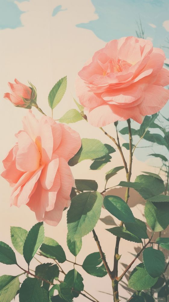  Rose flower plant petal. AI generated Image by rawpixel.