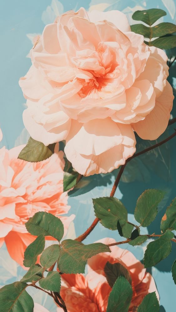  Rose outdoors flower plant. AI generated Image by rawpixel.