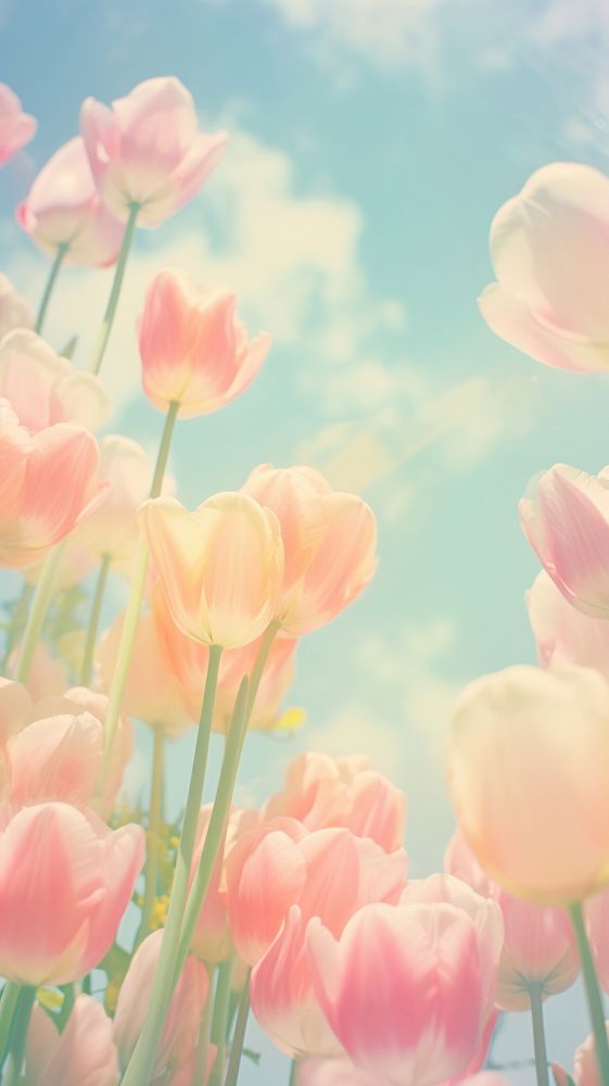  Tulip outdoors blossom flower. AI generated Image by rawpixel.