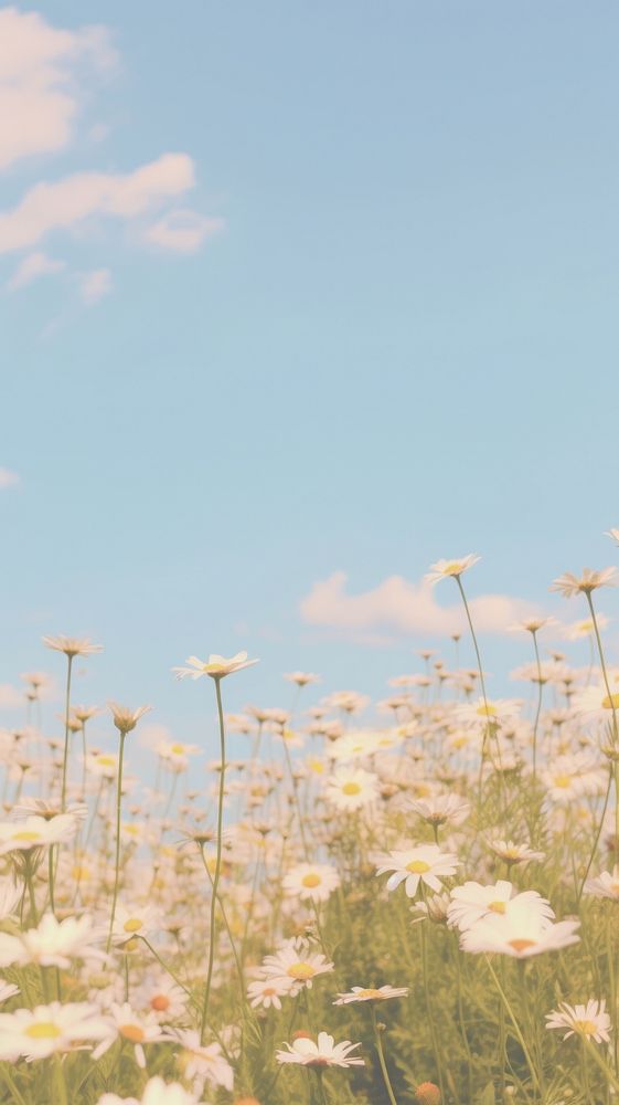 Aesthetic daisy field landscape wallpaper grassland outdoors blossom.