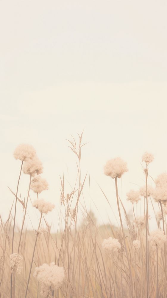 Aesthetic dried flower landscape wallpaper outdoors nature plant.