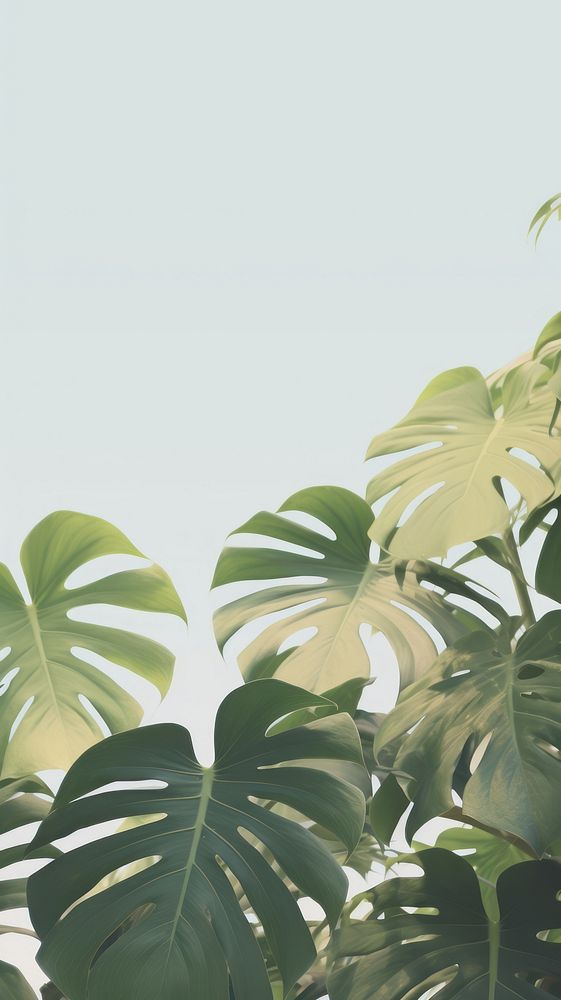 Aesthetic monstera landscape wallpaper outdoors nature plant.