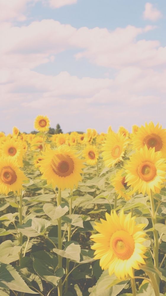 Aesthetic sunflower field landscape wallpaper agriculture outdoors blossom.