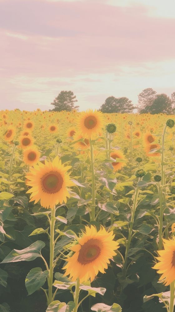 Aesthetic sunflower field landscape wallpaper agriculture outdoors nature.