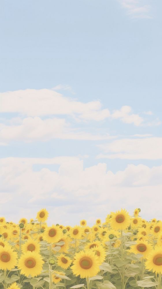 Aesthetic sunflower field landscape wallpaper outdoors horizon nature.