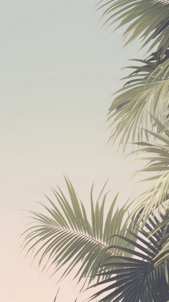 Aesthetic palm leaves landscape wallpaper | Premium Photo - rawpixel