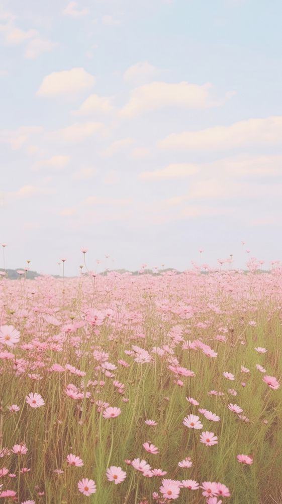 Aesthetic pink flower field landscape wallpaper grassland outdoors horizon.