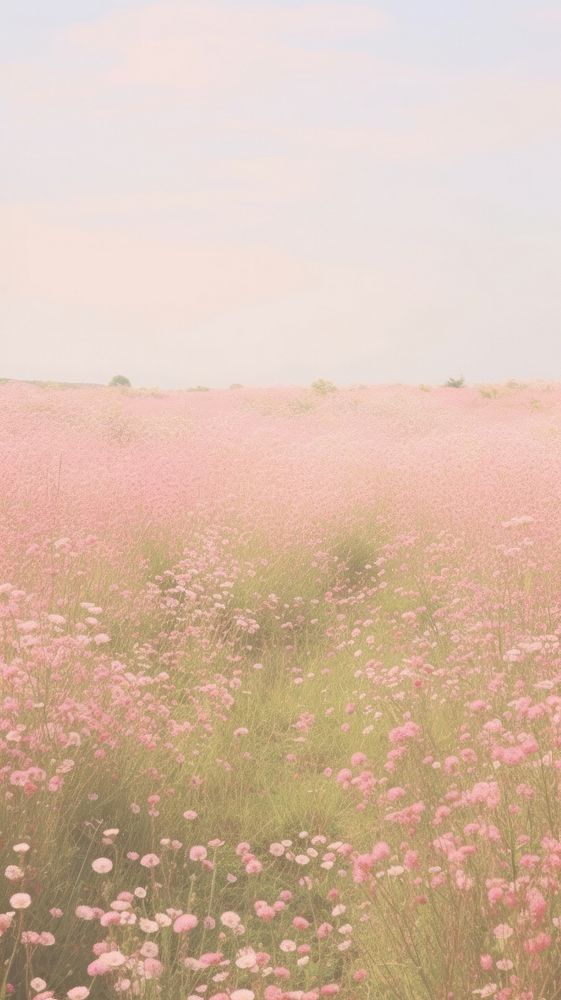 Aesthetic pink flower field landscape | Free Photo - rawpixel