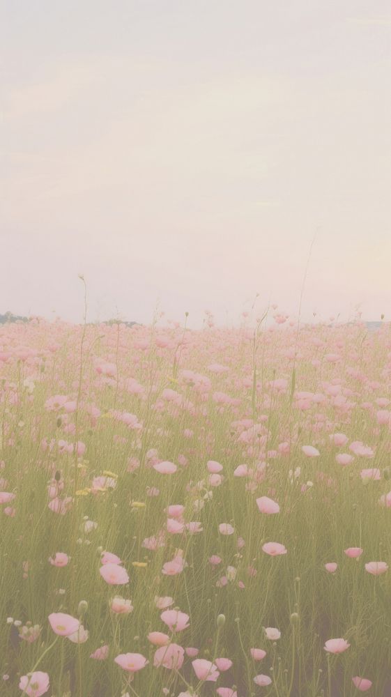 Aesthetic pink flower field landscape wallpaper grassland outdoors nature.