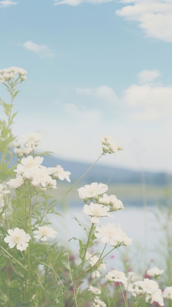 Aesthetic white flower landscape wallpaper outdoors blossom nature.